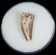 Serrated Raptor Tooth From Morocco - #6907-1